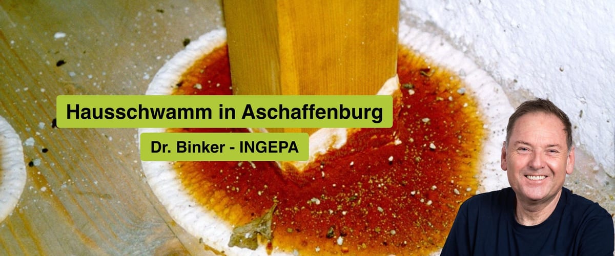 Hausschwamm in Aschaffenburg: INGEPA – Ihr Experte für nachhaltige Sanierung