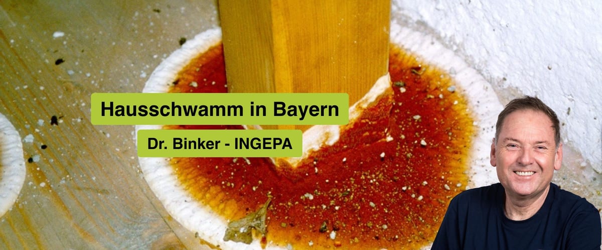 Hausschwamm in Bayern, Dr. Gerhard Binker, INGEPA