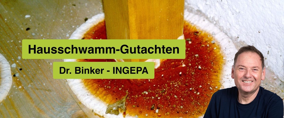 Hausschwamm-Gutachten: Wann Sie einen Sachverständigen brauchen