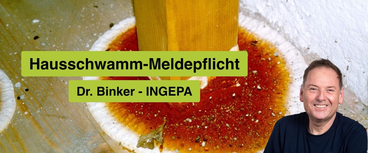 Hausschwamm-Meldepflicht: Was Eigentümer wissen müssen