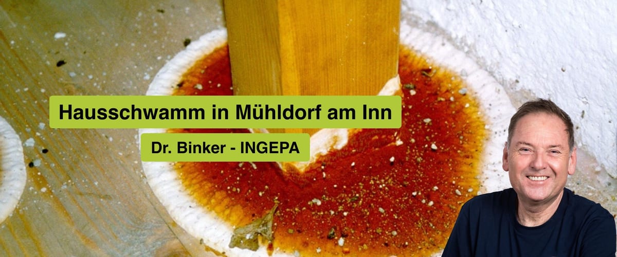 Hausschwamm in Mühldorf am Inn: INGEPA – Ihr Experte für nachhaltige Sanierung