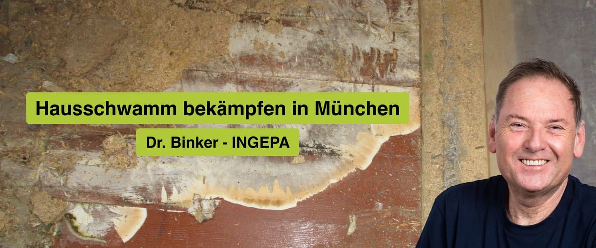 Hausschwamm bekämpfen in München, Dr. Binker von INGEPA, großflächiger Befall des Echten Hausschwamms an einer Wand