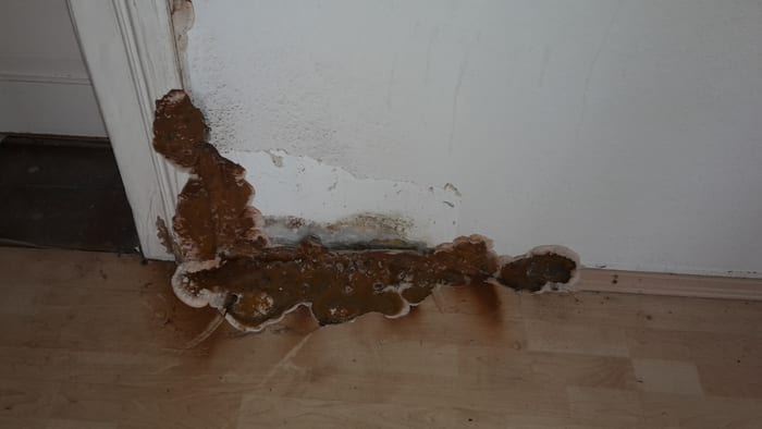 Befall durch den Echten Hausschwamm an einem Türstock, der sich über den Boden ausbreitet, Raum Augsburg