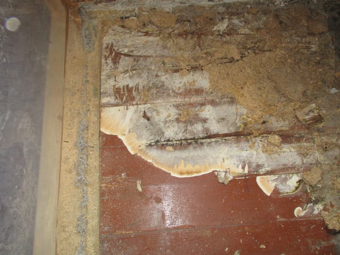 Weit ausgebreiteter Echter Hausschwamm in Bad Reichenhall an Wand und Holz