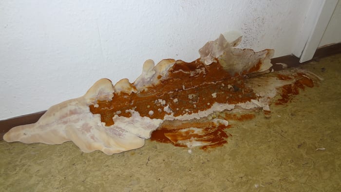 Über den Boden bis zum Türstock ausgebreiteter Befall durch den Echten Hausschwamm, Gemeindehaus im Raum Coburg