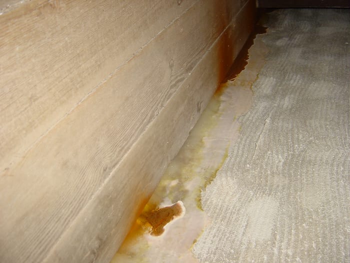 Echter Hausschwamm an Holzbauteilen in einer Kirche zwischen Freising und Erding
