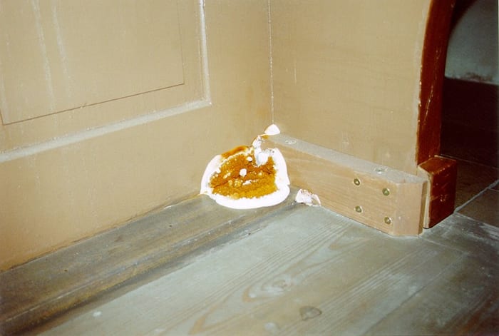 Ocker-weißer Fruchtkörper des Echten Hausschwamms am Fuß eines Türstocks in der Johanniskirche in Lauf an der Pegnitz