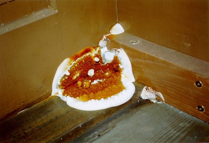 Konzentrisch geringter Fruchtkörper des Echten Hausschwamms an einem Holzbauteil unter den Kirchenbänken der Johanniskirche in Lauf an der Pegnitz
