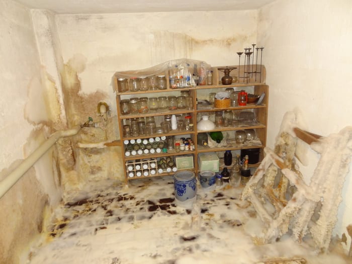 Feuchter Münchner Keller mit Vorratsregalen, der Boden ist großflächig vom weißen Myzel des Echten Hausschwamms überzogen