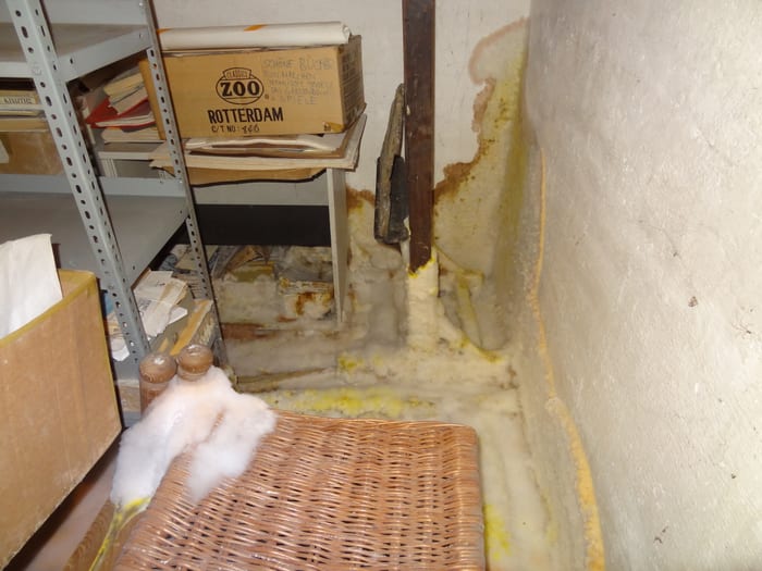Dichter, watteartiger Myzelteppich des Echten Hausschwamms über den gesamten Kellerboden, Raum München