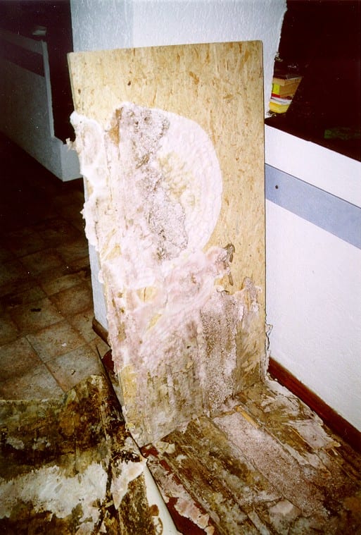 Fruchtkörper des Echten Hausschwamms an einer Holzplatte, Patrizierschloss in Nürnberg