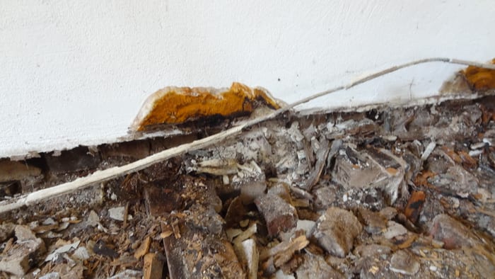 Bleistiftdicke Strangmyzelien des Echten Hausschwamms und zerstörtes Holz hinter der Sockelleiste, Oberasbach bei Fürth