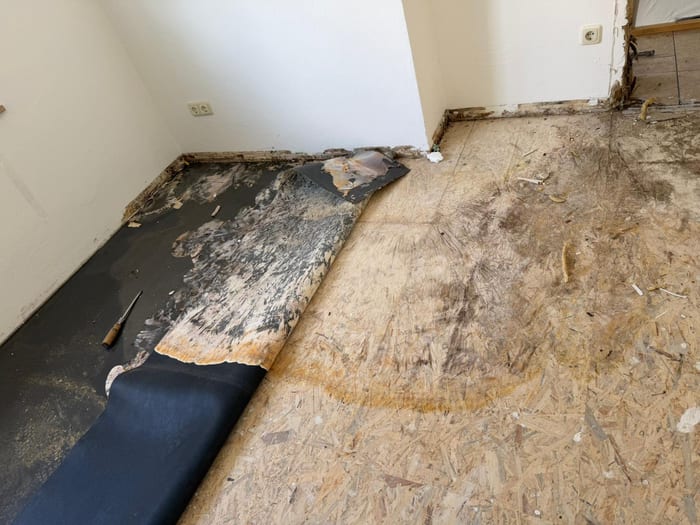Durch den Echten Hausschwamm zerstörter Fußbodenaufbau, weißes Myzel unter der Dämmbahn, Raum Regensburg