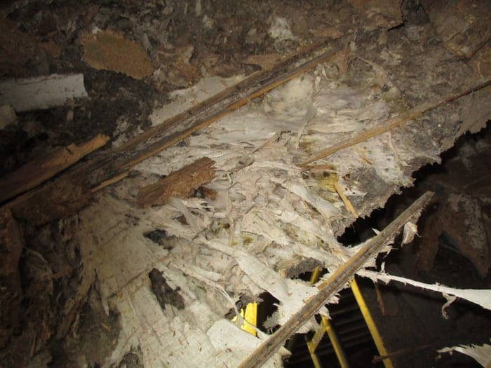 Ausgedehntes Myzel des Echten Hausschwamms unter dem Fußboden, Region Regensburg