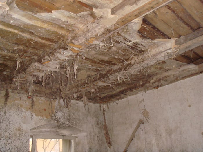 Stark geschädigte, einsturzgefährdete Holzdecke im Raum Vohenstrauß mit herabhängendem Myzel des Echten Hausschwamms