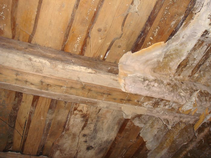 Detailaufnahme eines Deckenbalkens im Raum Vohenstrauß mit dichtem, weißem Myzelgeflecht des Echten Hausschwamms