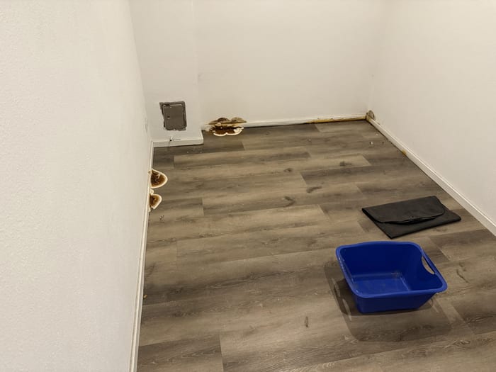 Detail des durch den Echten Hausschwamm zerstörten Bodenaufbaus, Raum Wunsiedel
